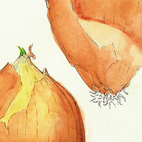 onion watercolor detail